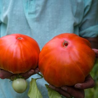Gardener holding two giant  Classic Beefsteak Tomatoes in the Baker Creek greenhouses.
