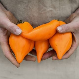 Hands holding a profile view of Buratino or Pinocchio Tomatoes. 