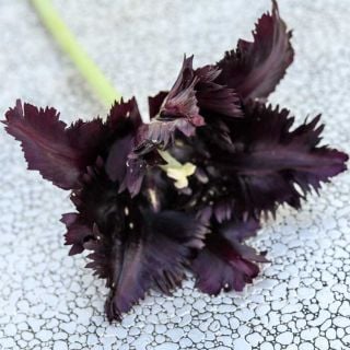Close-up detail of a center view of a Black Parrot Tulip on metal.