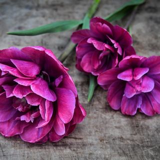 A trio of Rosy Diamond Tulips on wooden background. A trio of Rosy Diamond Tulips on wooden background.