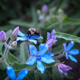A bee feeds on a Heavenly Blue Tweedia flower's nectar in the Baker Creek trial gardens.