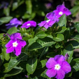 Several Vinca, Heatwave Blue with Eye flowers growing in the field 