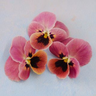 Antique Laeta Viola blooms arranged on white background.