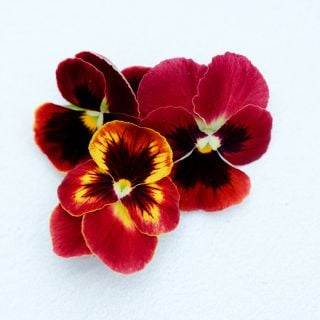 Arkwright Ruby Violas on a white background.