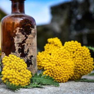 Several Parker's Variety Yarrow flower clusters next to an antic glass bottle sitting on a stone ledge.