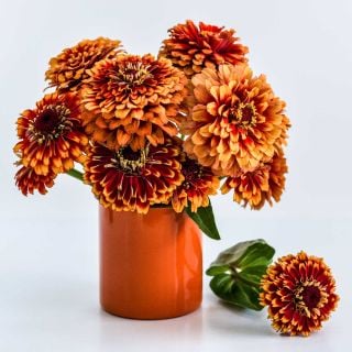 Macarenia Zinnia in a pot with white background.