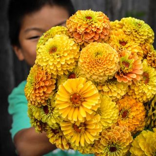 Child holding a bunch of Zinnia, Queeny Lemon Peach flowers