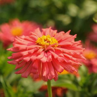 Pink Senorita Zinnia flower closeup in the field.