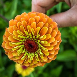 Queen Lime Orange Zinnia flower.