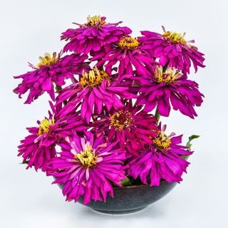 A floral arrangement of Lila Cactus Zinnias in a ceramic bowl on a white background.