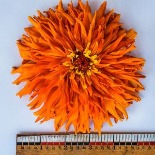 A single Orange Cactus Zinnia on white background with a ruler to show the size of the bloom.