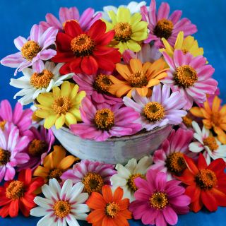 An arrangement of Salsa Mix Zinnias in a ceramic vase against a deep blue background.