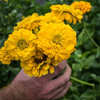 Canary Bird Zinnia bouquet being held in garden.