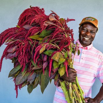 Amaranth Seeds, Opopeo