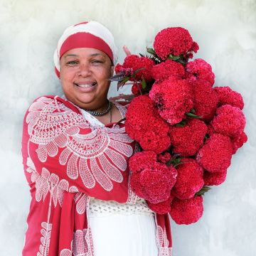 Celosia Seeds, Higyoku Red Stem Cockscomb