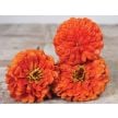 Zinnia Seeds, Orange King