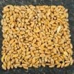 Wheat Seeds, Red Fife