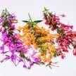 Agastache Seeds, Fragrant Delight Mix 