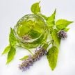 Agastache Seeds, Golden Jubilee Korean Hyssop
