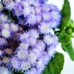 Ageratum Seeds, Leda 