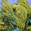Amaranth Seeds, Aurelia's Verde 