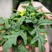 Arugula Seeds, Red Dragon