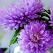 Aster Seeds, Gala Lavender 