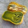 Winter Squash Seeds, Ayote Green Flesh