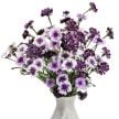 Bachelor's Button Seeds, Classic Magic Mix