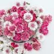 Bachelor's Button Seeds, Classic Romantic