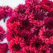 Bachelor's Button Seeds, Red Boy