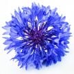 Bachelor's Button Seeds, Blue Boy