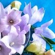 Balloon Flower Seeds, Fuji Pink