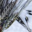 Barley Seeds, Black Hulless 