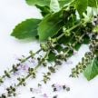 Basil Seeds, Blue Spice 