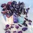 Basil Seeds, Dark Purple Opal 