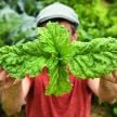 Basil Seeds, Lettuce Leaf 
