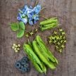 Winged Bean Seeds, Urizun Japanese