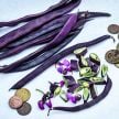 Bean Seeds, Blauhilde 