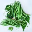 Bean Seeds, Odeon Bush 