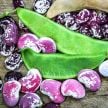 Lima Bean Seeds, Christmas Pole 