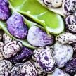 Lima Bean Seeds, Kurzer's Calico Traveler
