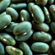 Bean Seeds, Mbombo Green 