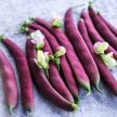 Bean Seeds, Red Swan Bush 