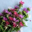 Bee Balm Seeds, Spielarten Mix 