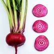 Beet Seeds, Chioggia (Bassano) 