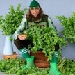 Bells of Ireland Seeds, Bells of Ireland