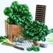 Tatsoi Seeds, Green