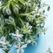 Borage Seeds, White 