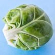 Brussels Sprout Seeds, Long Island Improved 